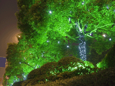 Декоративно-художественная подсветка деревьев металлогалогеновыми прожекторами и светодиодными гирляндами