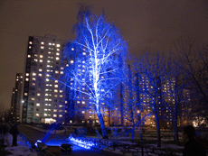 Decorative lighting of trees using metal halide spotlights with blue lamps